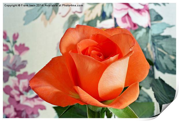  Beautiful Orange Hybrid Tea rose Print by Frank Irwin