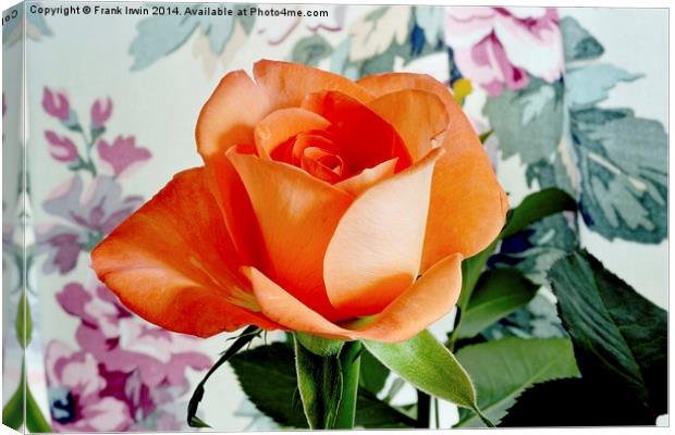Beautiful Orange Hybrid Tea rose  Canvas Print by Frank Irwin