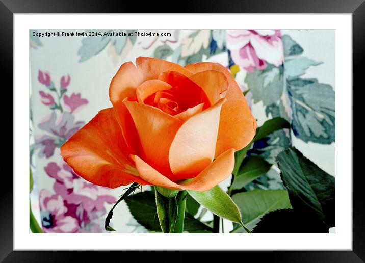 Beautiful Orange Hybrid Tea rose  Framed Mounted Print by Frank Irwin