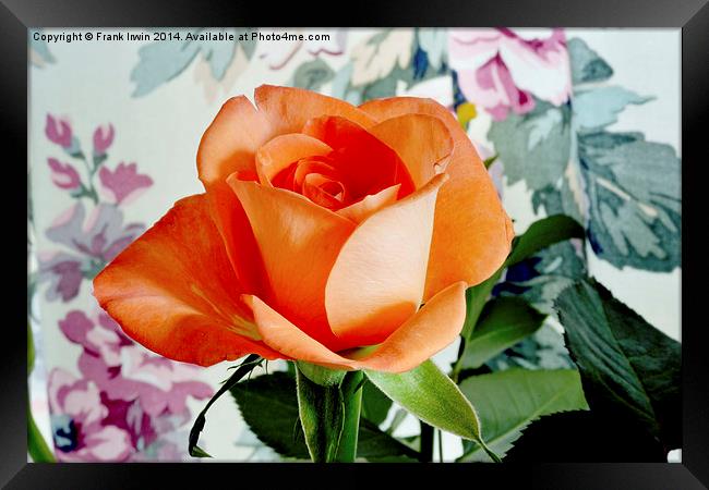 Beautiful Orange Hybrid Tea rose  Framed Print by Frank Irwin
