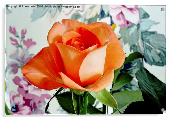 Beautiful Orange Hybrid Tea rose  Acrylic by Frank Irwin