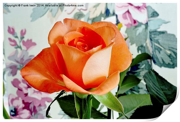 Beautiful Orange Hybrid Tea rose  Print by Frank Irwin