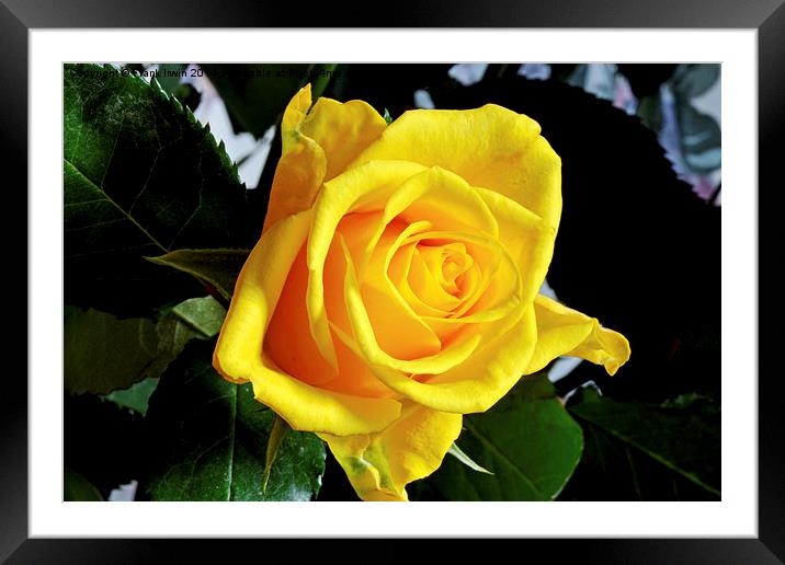 Beautiful Yellow Hybrid Tea rose Framed Mounted Print by Frank Irwin