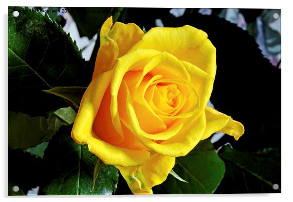 Beautiful Yellow Hybrid Tea rose Acrylic by Frank Irwin