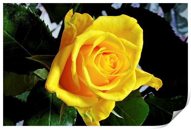 Beautiful Yellow Hybrid Tea rose Print by Frank Irwin