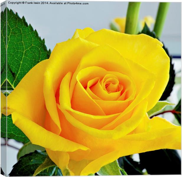 Beautiful Yellow Hybrid Tea rose in all its glory Canvas Print by Frank Irwin