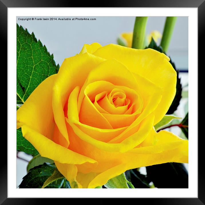 Beautiful Yellow Hybrid Tea rose in all its glory Framed Mounted Print by Frank Irwin