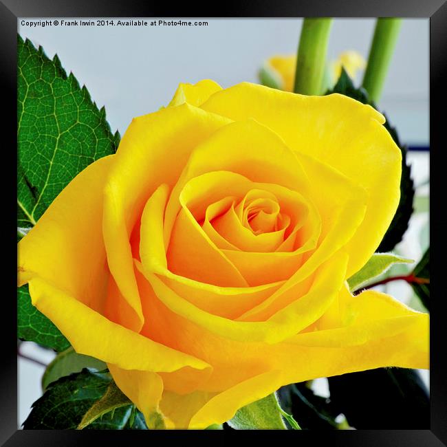 Beautiful Yellow Hybrid Tea rose in all its glory Framed Print by Frank Irwin