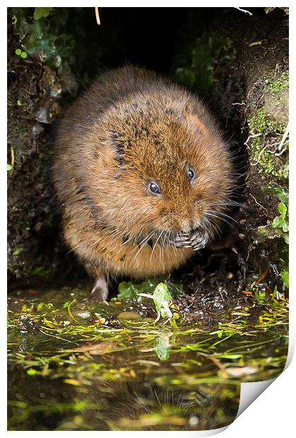  Water Vole Print by George Cox