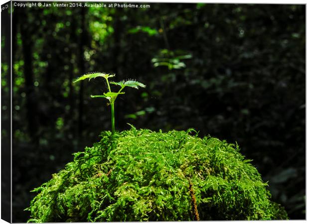  In the light Canvas Print by Jan Venter