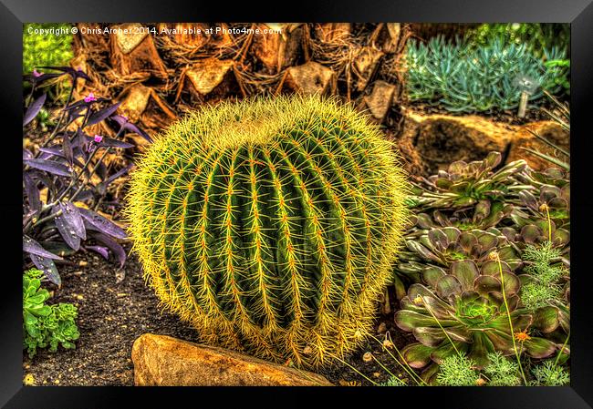  Botanical Cactus Framed Print by Chris Archer