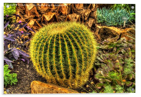  Botanical Cactus Acrylic by Chris Archer