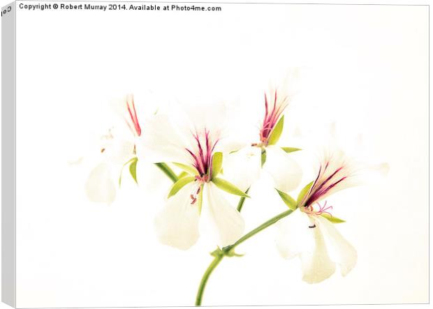  White pelargonium Canvas Print by Robert Murray
