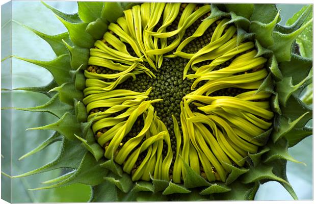  A Sunflower slowly unfurling its petals Canvas Print by Mal Bray