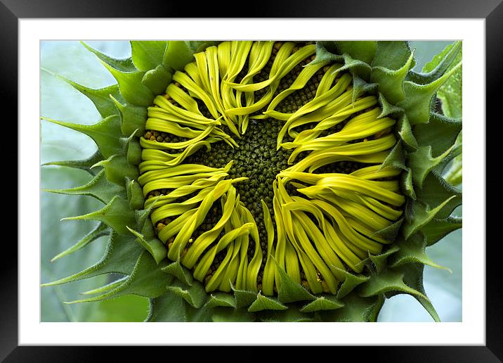  A Sunflower slowly unfurling its petals Framed Mounted Print by Mal Bray