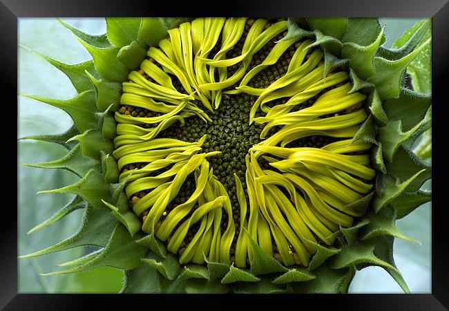  A Sunflower slowly unfurling its petals Framed Print by Mal Bray