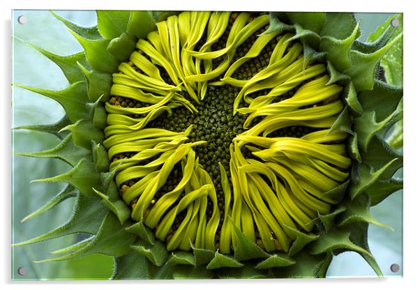  A Sunflower slowly unfurling its petals Acrylic by Mal Bray