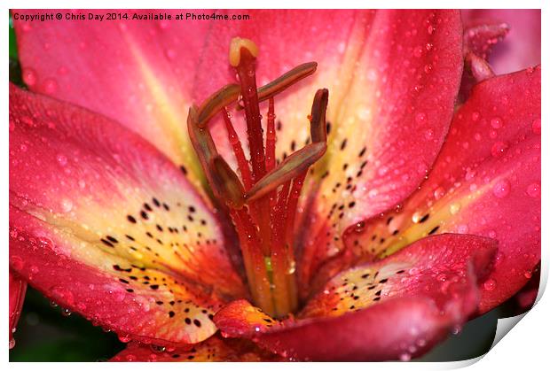 Arsenal Lily Print by Chris Day