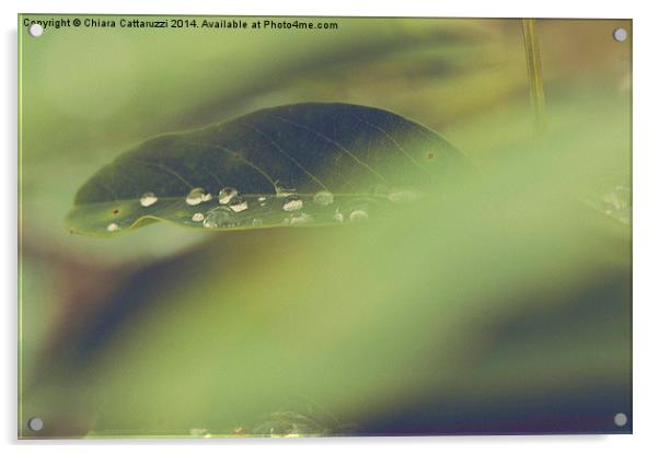  Drops on a leaf Acrylic by Chiara Cattaruzzi
