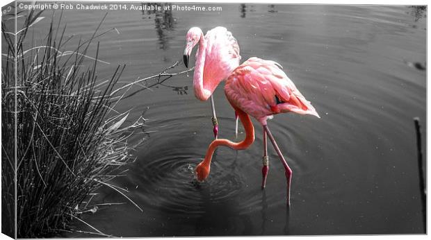  Flamingo Canvas Print by Rob Chadwick