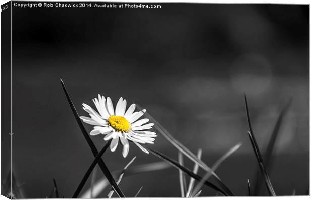  Daisy on the river Canvas Print by Rob Chadwick