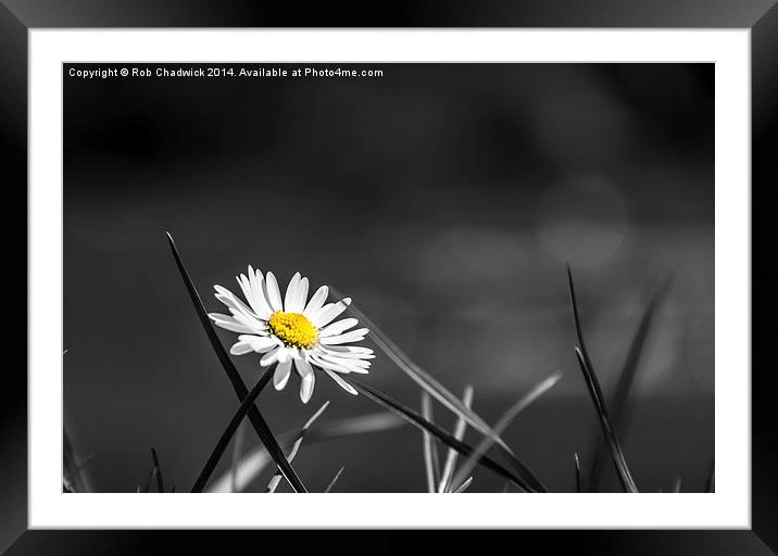  Daisy on the river Framed Mounted Print by Rob Chadwick