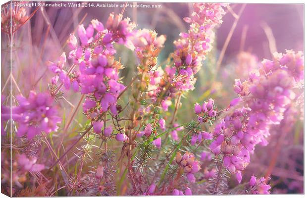  Pink Bell Heather. Canvas Print by Annabelle Ward