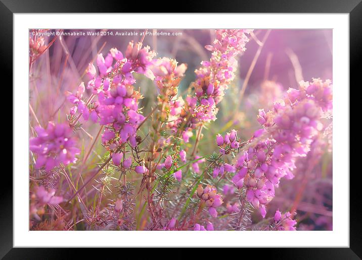  Pink Bell Heather. Framed Mounted Print by Annabelle Ward