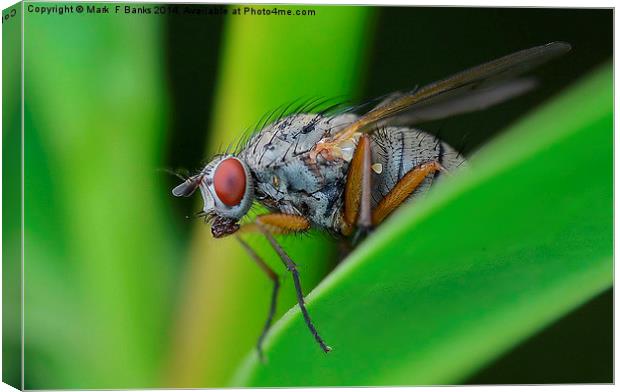  Up close fly Canvas Print by Mark  F Banks