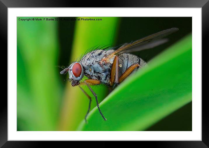  Up close fly Framed Mounted Print by Mark  F Banks