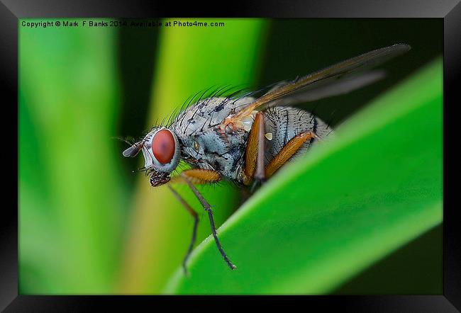  Up close fly Framed Print by Mark  F Banks