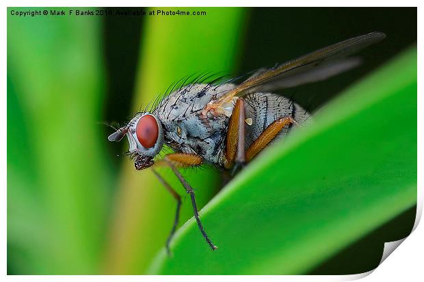  Up close fly Print by Mark  F Banks