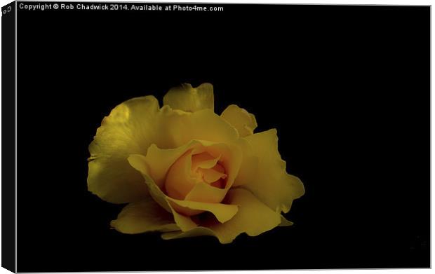  a lone rose Canvas Print by Rob Chadwick