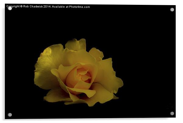  a lone rose Acrylic by Rob Chadwick