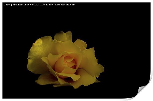  a lone rose Print by Rob Chadwick