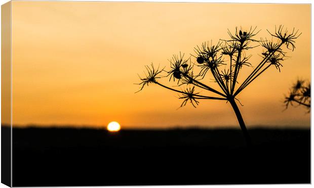  Silhouette Canvas Print by Laura Kenny