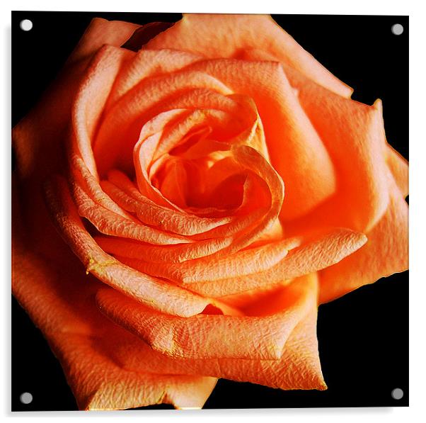 Blazing Rose Acrylic by james balzano, jr.