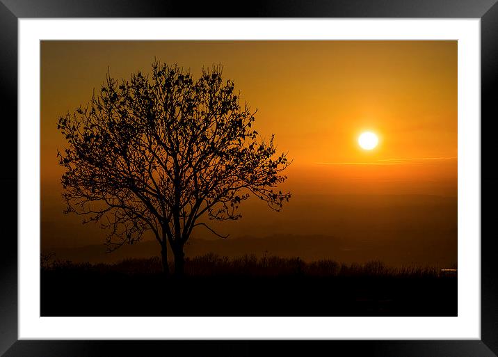  Sunset Tree Framed Mounted Print by Lee Wilson