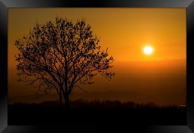  Sunset Tree Framed Print by Lee Wilson
