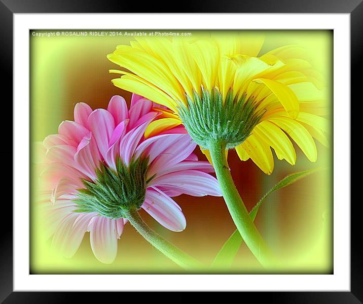 GERBERA DUO Framed Mounted Print by ROS RIDLEY