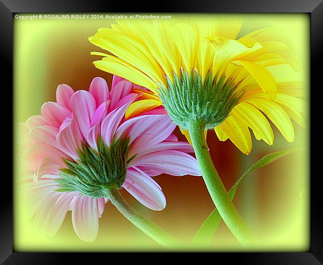  GERBERA DUO Framed Print by ROS RIDLEY