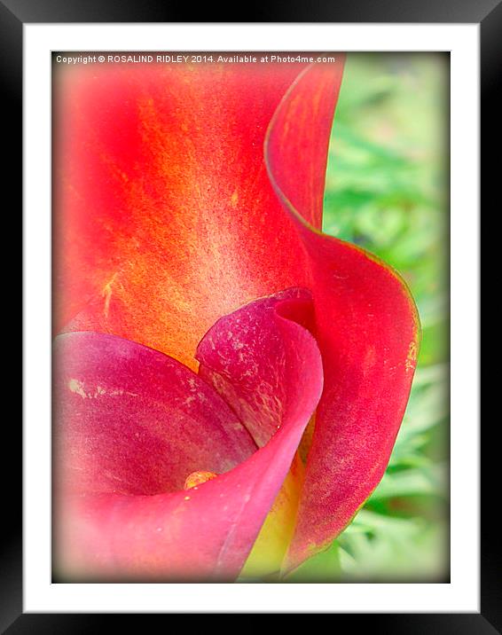 SUNLIGHT THROUGH THE CALLA LILY  Framed Mounted Print by ROS RIDLEY