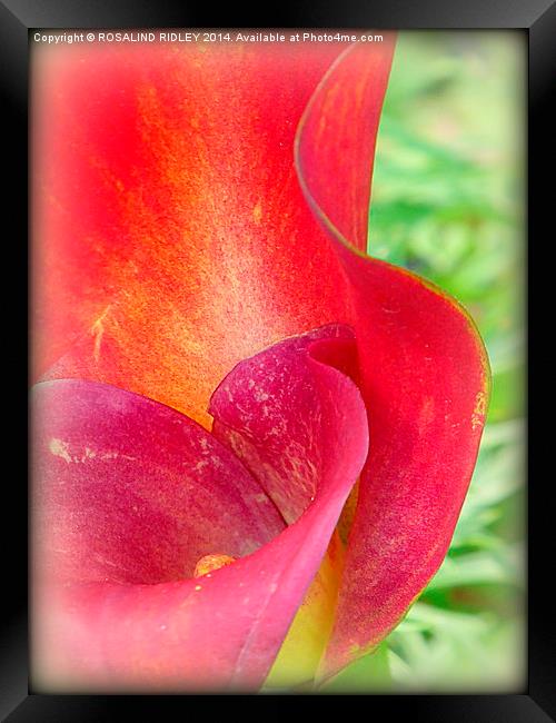 SUNLIGHT THROUGH THE CALLA LILY  Framed Print by ROS RIDLEY