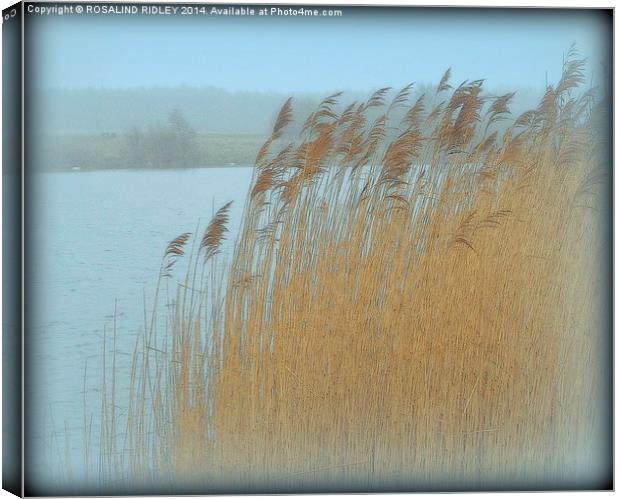 GRASSES IN THE MORNING MIST  Canvas Print by ROS RIDLEY