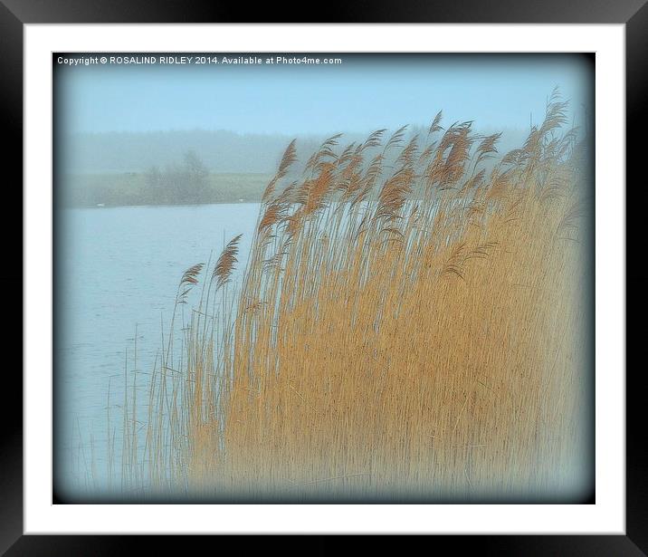 GRASSES IN THE MORNING MIST  Framed Mounted Print by ROS RIDLEY