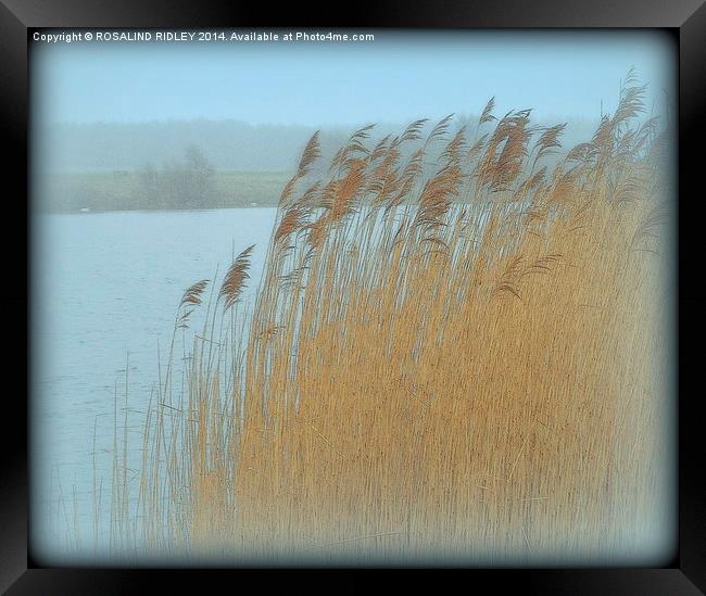 GRASSES IN THE MORNING MIST  Framed Print by ROS RIDLEY