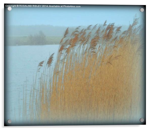 GRASSES IN THE MORNING MIST  Acrylic by ROS RIDLEY