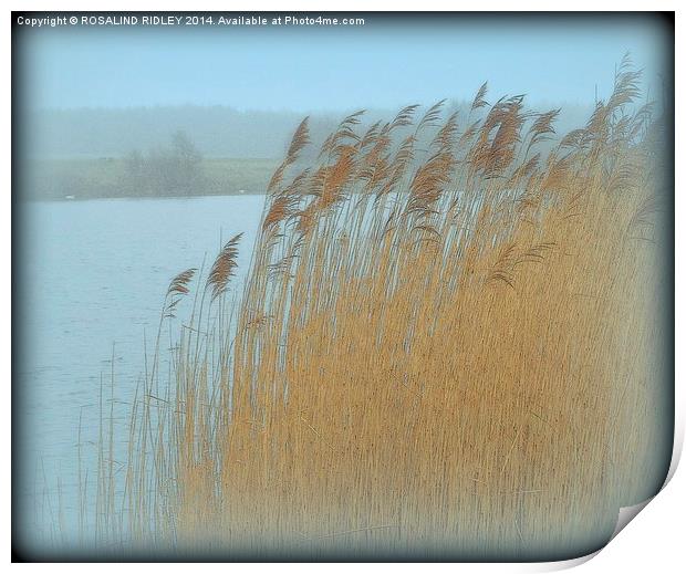 GRASSES IN THE MORNING MIST  Print by ROS RIDLEY
