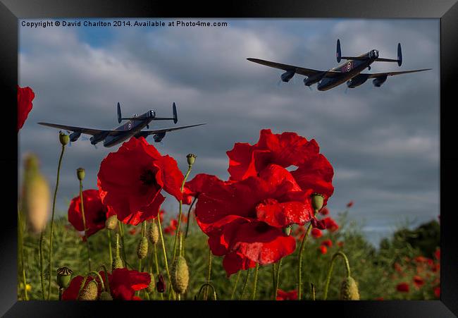  Lancaster Bombers over Poppy Field Framed Print by David Charlton