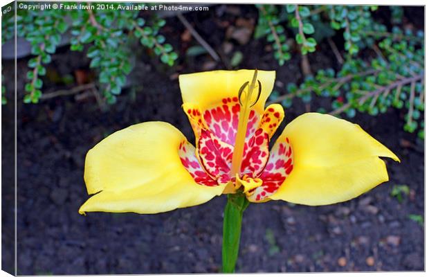  Beautiful Yellow Tigridia in all its glory. Canvas Print by Frank Irwin